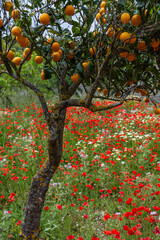 Wall Mural - poppy blossom, flowers in Mallorca at springtime