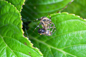 Spiders in Germany with net and taken as macro in best quality
