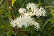 white flowers of blooming meadowsweet on a background of green grass and leaves, selective focus