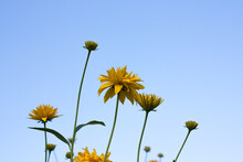 Yellow Flowers Golden Balls Rudbeckia On Blue Sky Background, Selective Focus