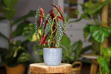Beautiful Tropical 'Begonia Maculata' Houseplant With White Dots In Gray Ceramic Flower Pot On Wooden Plant Stand