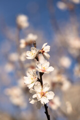 Wall Mural -  White Almond blossom flower against a blue sky, vernal blooming of almond tree flowers in Spain