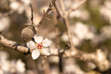 Wall Mural - The almond tree flowers with branches and almond nut close up, blurry background