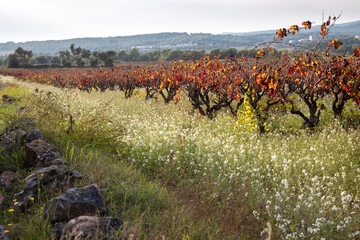 Vineyard in fall, field of grape vines in autumn in Spain,  wine grape area.