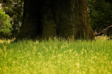 grass in the park