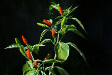 Picking Chilies In The Home Garden	   