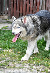   Happy Siberian husky dog outdoor on green grass 