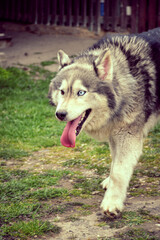   Happy Siberian husky dog outdoor on green grass 