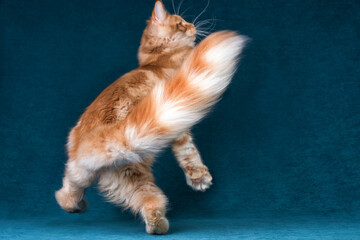 A red and white maine coon kitten playing on blue background.