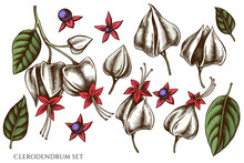 Vector Set Of Hand Drawn Colored Clerodendrum