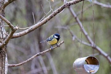 Great Tit perched on a branch looking at a home made feeder