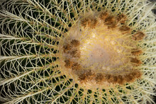 Crown Of The Golden Barrel Cactus Or Echinocactus Grusonii