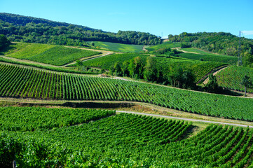 Wall Mural - Green vineyards located on hills of  Jura French region ready to harvest and making red, white and special jaune wine, France