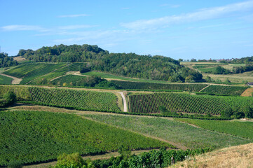 Canvas Print - Green vineyards located on hills of  Jura French region ready to harvest and making red, white and special jaune wine, France