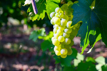 Wall Mural - Green vineyards located on hills of  Jura French region, white savagnin grapes ready to harvest and making white and special jaune wine, France