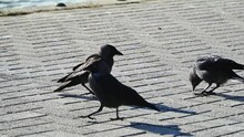 Flock Of Gray Crows On The Sidewalk, City Birds Black Crows In The City Near The Lake
