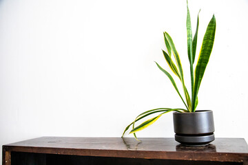 Sticker - Closeup shot of a potted houseplant on a dresser