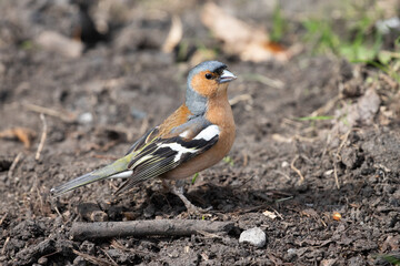 Wall Mural - chaffinch