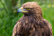 Golden eagle. Aquila chrysaetos.