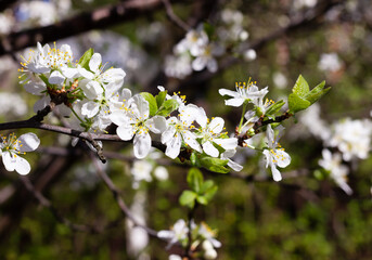 White plum tree flowers. Spring blooming branches in garden. Nature background