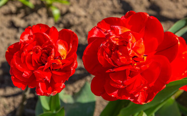 Red  tulips flower full opening in the garden. Bright blooming in spring..