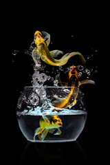 Gold fish jumping in aquariuam on black background