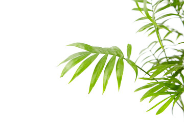 Wall Mural - Chamaedorea Elegans isolated on white background. Parlour Palm, houseplant green leaves