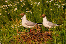Adorable Portrait Of Black-headed Gull Family Nesting By The Wild Chamomile