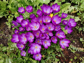 Poster - Top view of Crocus tommasinianus 'ruby giant' (early crocus)