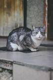 Fototapeta Koty - The cat stands on the street