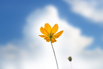 Wall Mural - Close-up Blue Backdrop of the beautiful yellow Cosmos flower bright Sunny day in blue sky and garden background, The best view, vivid color and Soft focus.