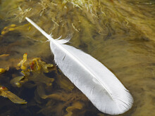 Close Up Of A Feather Floating By The Shore With Seaweed In The Background