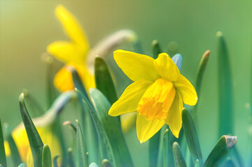 Canvas Print - Bright yellow spring flowers of daffodils in city park