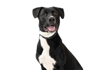 Wall Mural - Joyful Smiling Black Rescue Dog Closeup