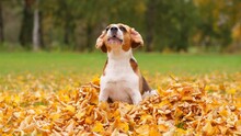 Dog Raise Muzzle To Bark And Leaves Fly Down From His Head, Slow Motion Shot. Then Beagle Sit In Heap Of Fallen Leaves, With Ears Inside Out. Stare To Somebody And Howl Again