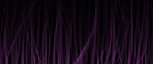 Purple Curtain With Alpha