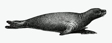 Extinct Caribbean Monk Seal, Neomonachus Tropicalis In Profile Side View