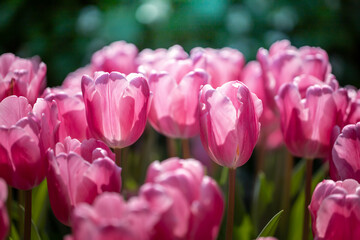 Wall Mural - Beautiful bouquet of tulips. colorful tulips. nature background