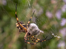 Macro Photography Of A Silver Argiope Spider With A Prey Wrapped In Its Silk, Captured In A Garden Near The Colonial Town Of Villa De Leyva, Colombia.