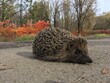 hedgehog on the road