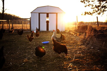 Wall Mural - Chickens on a farm in the country. Small scale poultry farming in Ontario, Canada.