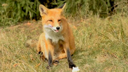 Sticker - A ginger fox in a forest in HD