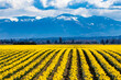 Landscape View of Rows of Yellow Daffodils in Late March in Washington's Skagit Valley
