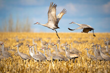 Sandhill Cranes Flying 