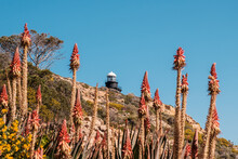 Revellata Lighthouse Near Calvi In Corsica