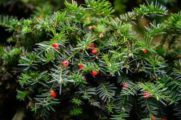 Sticker - Red yew fruits on twigs.