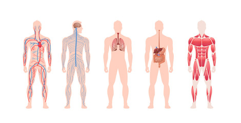 set human body internal organs system circulatory nervous muscle structure anatomy physiology front 