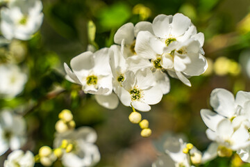 Canvas Print - Blooming branch of white jasmine with buds.The branch delicate spring flowers.