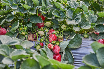 Canvas Print - Picking fresh strawberries on the farm, Close up of fresh organic strawberries growing on a vine