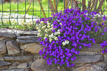 Beautiful Bush Of Purple Bell Flowers  Blooming On A Rocky Wall Closed A Garden